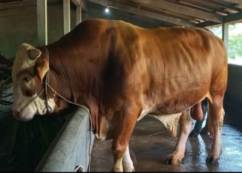 sapi jumbo 1,7 ton milik warga Jepara dibeli Presiden Prabowo untuk kurban