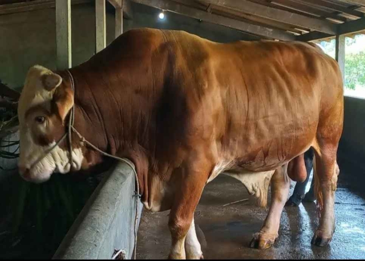 sapi jumbo 1,7 ton milik warga Jepara dibeli Presiden Prabowo untuk kurban