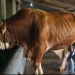sapi jumbo 1,7 ton milik warga Jepara dibeli Presiden Prabowo untuk kurban