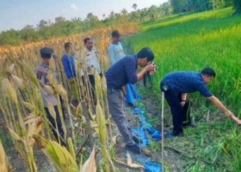 Petani Grobogan ditemukan tewas di sawah akibat tersengat listrik jebakan tikus yang dipasangnya sendiri