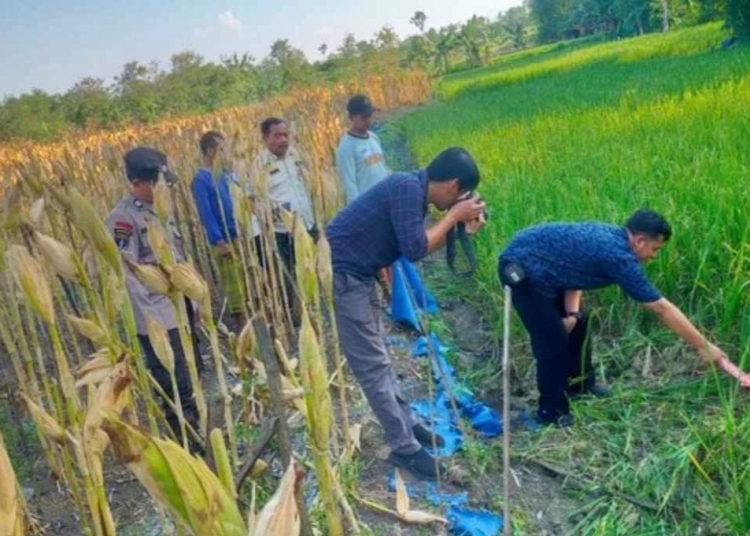 Petani Grobogan ditemukan tewas di sawah akibat tersengat listrik jebakan tikus yang dipasangnya sendiri