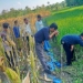 Petani Grobogan ditemukan tewas di sawah akibat tersengat listrik jebakan tikus yang dipasangnya sendiri