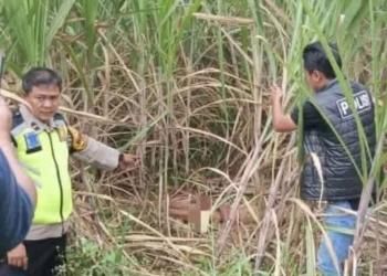 mayat ditemukan di kebun tebu belakang pabrik kanindo mayong jepara