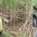 mayat ditemukan di kebun tebu belakang pabrik kanindo mayong jepara