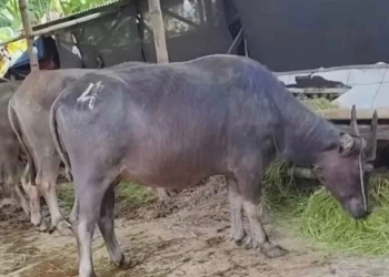 kerbau kurban jelang iduladha di jepara harga tembus 33 juta