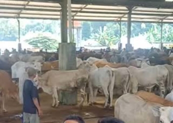 aktivitas jual beli hewan kurban sapi di pasar hewan bangsri jepara jelang iduladha 2026