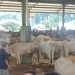 aktivitas jual beli hewan kurban sapi di pasar hewan bangsri jepara jelang iduladha 2026