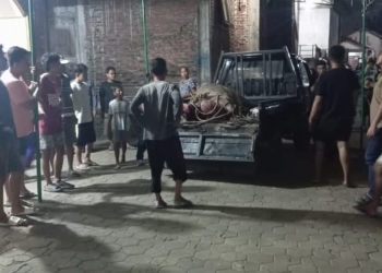 kerbau kurban ngamuk di Kudus seruduk pemotor hingga dilumpuhkan polisi