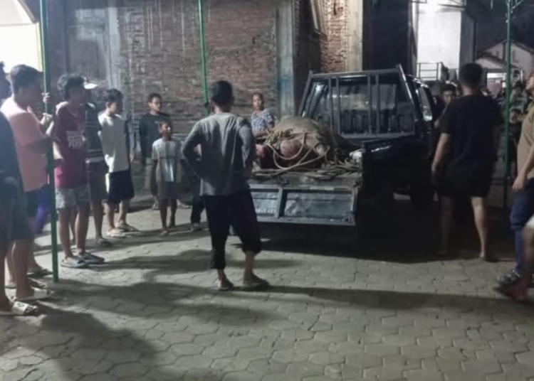 kerbau kurban ngamuk di Kudus seruduk pemotor hingga dilumpuhkan polisi