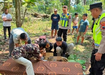 petani Jepara tewas tertimpa pohon randu di Kaliaman Kembang Jepara