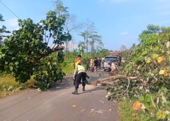 Personel Polsek Donorojo bersama warga mengevakuasi pohon tumbang di jalur wisata Benteng Portugis Jepara.