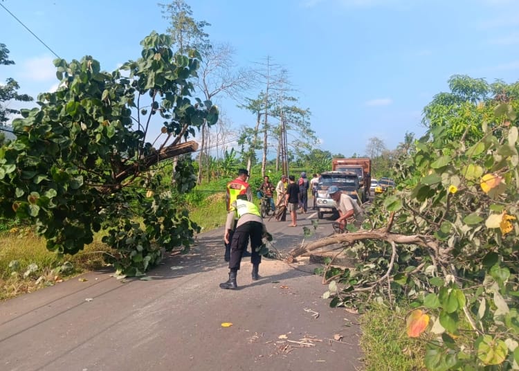 Personel Polsek Donorojo bersama warga mengevakuasi pohon tumbang di jalur wisata Benteng Portugis Jepara.