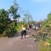 Personel Polsek Donorojo bersama warga mengevakuasi pohon tumbang di jalur wisata Benteng Portugis Jepara.