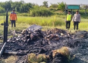 kandang kambing terbakar di kudus 23 kambing tewas