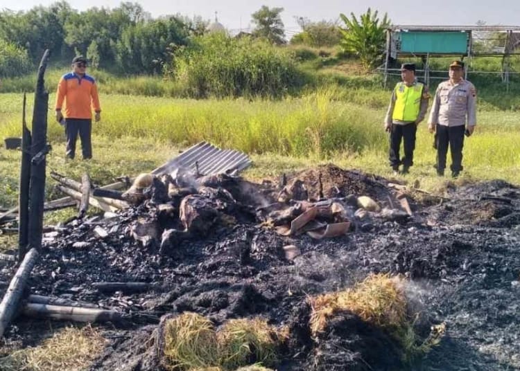 kandang kambing terbakar di kudus 23 kambing tewas