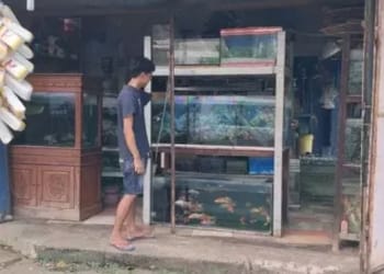 Pelaku usaha ikan hias di Pecangaan Jepara menunjukkan kolam ikan yang terdampak akibat listrik padam selama lima jam.