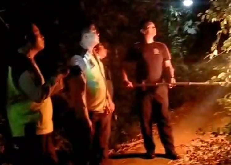 Petugas Damkar mengevakuasi sarang lebah vespa raksasa di Desa Damarjati, Kalinyamatan, Jepara setelah seorang warga tersengat hingga pingsan