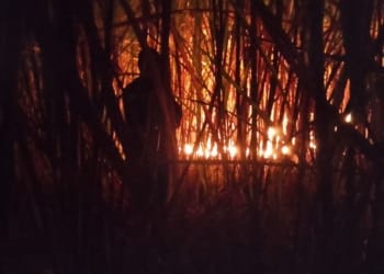 Lahan tebu terbakar di Desa Jerukwangi, Kecamatan Bangsri, Jepara
