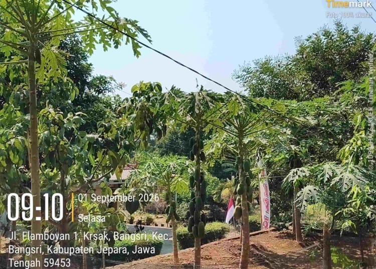 Kabel PLN menjuntai rendah di lingkungan RT 02 RW 15 Krasak, Bangsri, Jepara
