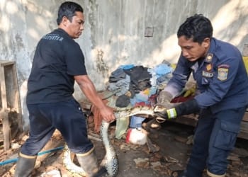 Evakuasi ular piton oleh petugas Damkar Jepara di Desa Senenan, Tahunan