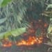 Lahan bambu terbakar di Desa Jerukwangi Bangsri Jepara akibat pembakaran sampah